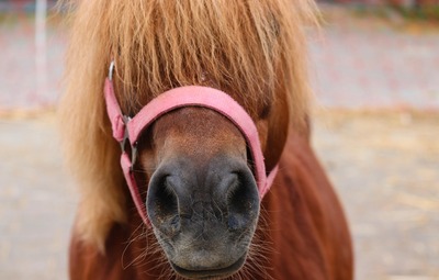 Verkeersmaatregelen n.a.v. Pony- en paardentornooi Sint-Paulus Ruiters Opwijk